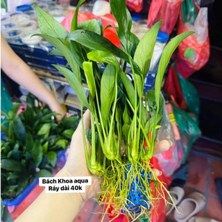 Cây Ráy lá dài - Không cần phân nền, thích hợp để trồng hoặc buộc vào lũa, gắn vào đá bể thủy sinh