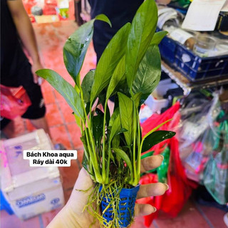 Cây Ráy lá dài - Không cần phân nền, thích hợp để trồng hoặc buộc vào lũa, gắn vào đá bể thủy sinh