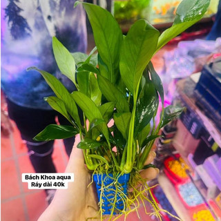 Cây Ráy lá dài - Không cần phân nền, thích hợp để trồng hoặc buộc vào lũa, gắn vào đá bể thủy sinh