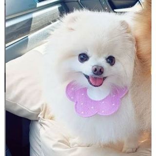 Yếm Đeo Cổ Dễ Thương Cho Chó Mèo
