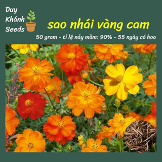 Hạt giống hoa sao nhái vàng cam (5000 hạt) - trang trí cả một vườn, dễ trồng, tỉ lệ nảy mầm cao