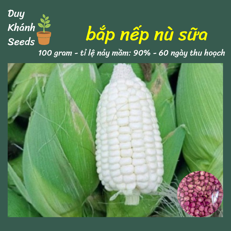 Hạt giống bắp nếp nù dẻo f1 (100 gram) - sinh trưởng khoẻ, thu hoạch nhanh, cho năng suất cao