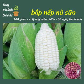 Hạt giống bắp nếp nù dẻo f1 (100 gram) - sinh trưởng khoẻ, thu hoạch nhanh, cho năng suất cao