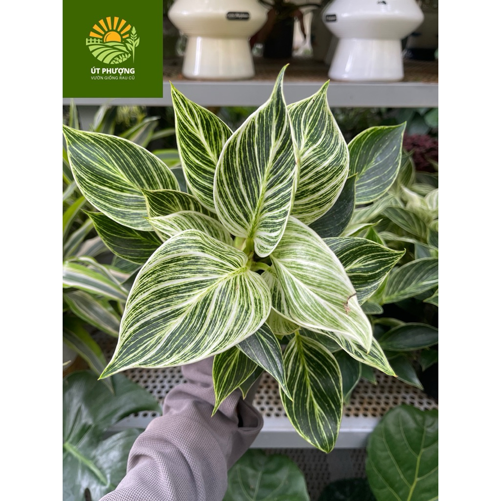 Trầu bà đế vương kim cương - Philodendron Birkin