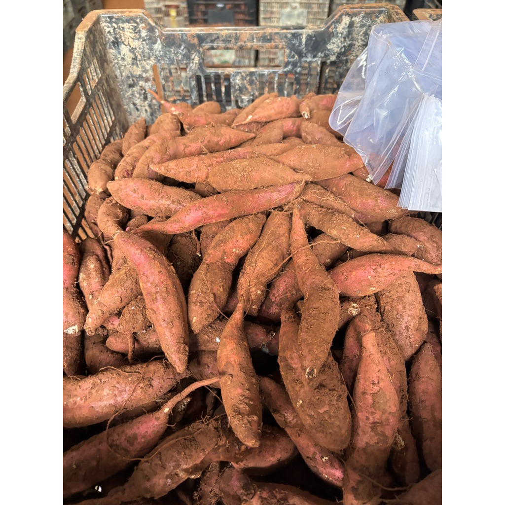    siêu rẻ  khoai lang mật  khoai sống 5kg mật Tà Nung Đà Lạt size nhỏ 15-18 củ 1kg 