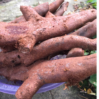  Cây tắc kè đá _ Cốt toái bổ 5kg 