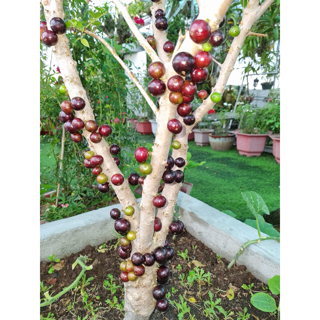 Cây Nho thân gỗ 12 Vụ