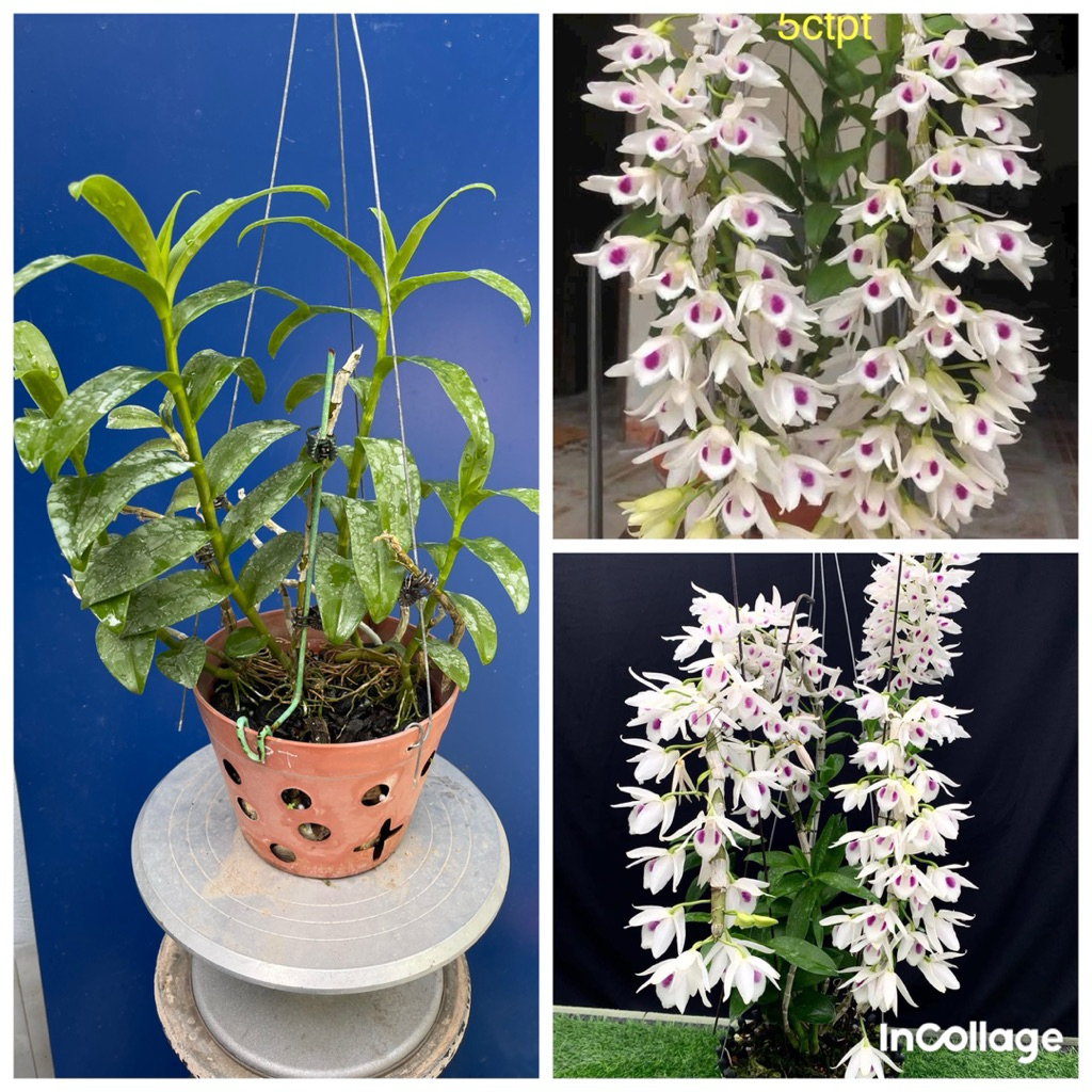 lan phi điệp tím 5ct phú thọ giá rẻ ( chỉ ship hoả tốc hà nội )