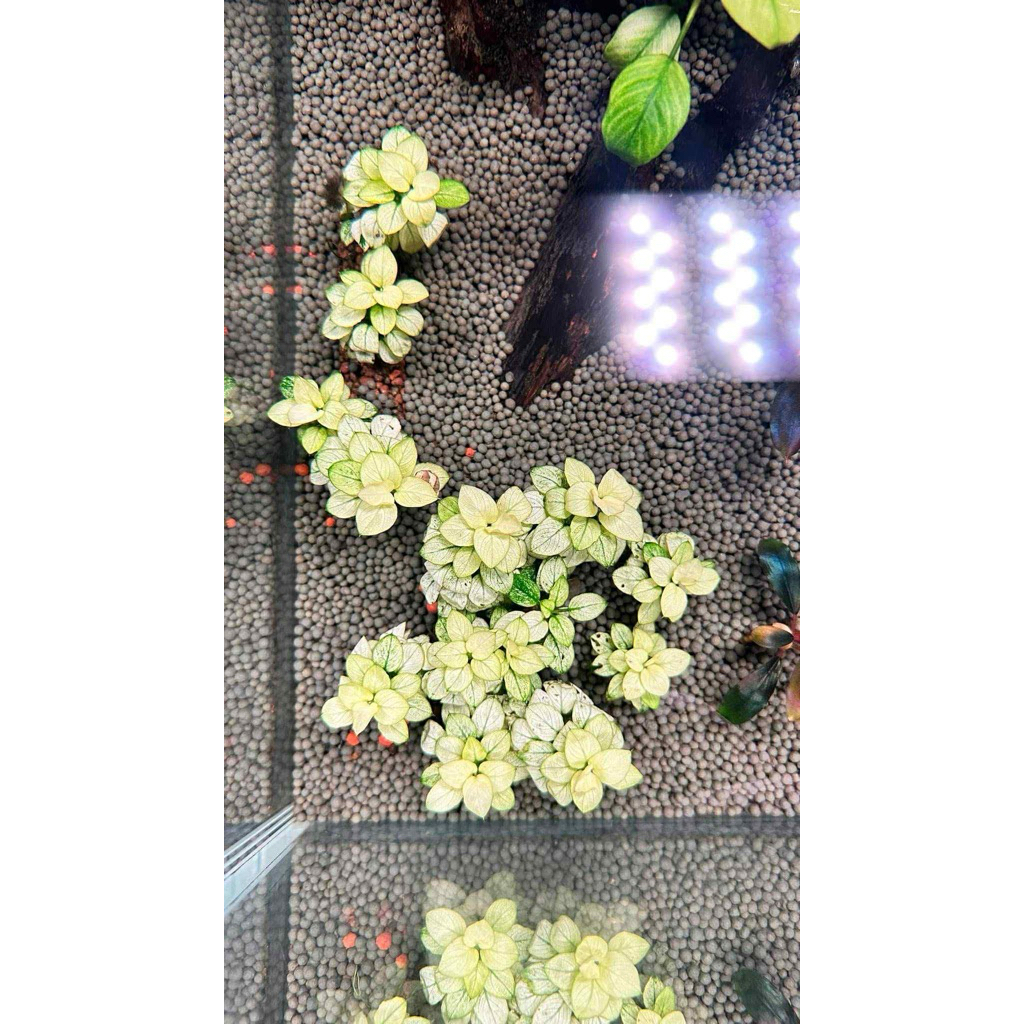 Ráy nana White (Anubias Nana var. White)