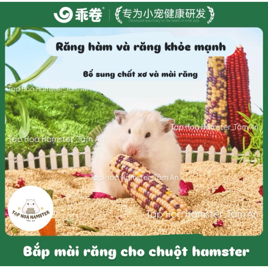 [GJO] Set Bắp Trái Mài Răng Cho Hamster Và Thú Cưng Nhỏ.