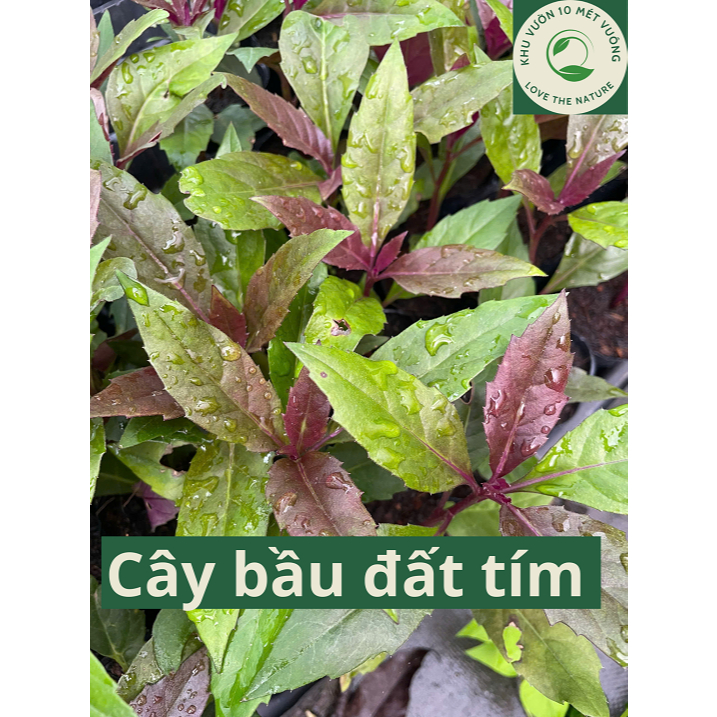 Combo 5 cây rau rừng BẦU ĐẤT TÍM - thơm ngon giòn ngọt, bổ dưỡng, đa công dụng - bầu rễ ổn định