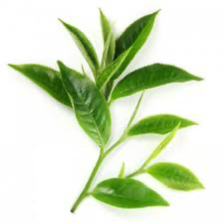 Bột trà xanh 100gr