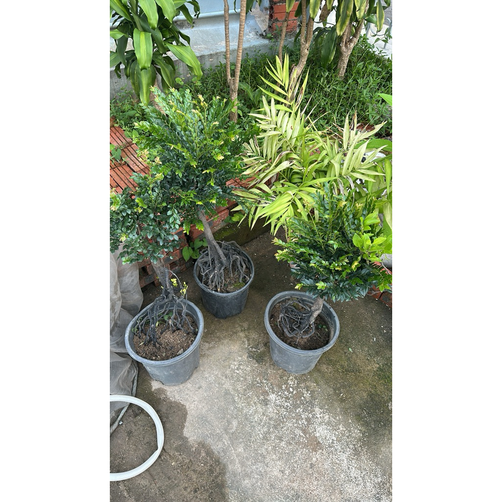 cây tùng đen phong thủy cao 50cm. rễ chùm