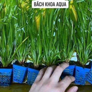 Cỏ Narong – cây thủy sinh hậu cảnh, dễ chăm sóc, sinh trưởng mạnh, tạo mảng xanh tự nhiên cho hồ cá cảnh