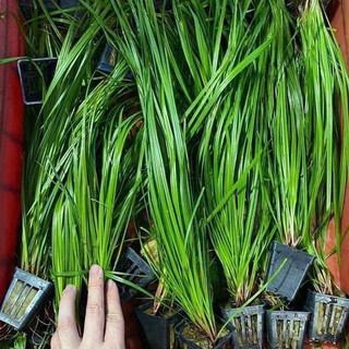 Cỏ Narong – cây thủy sinh hậu cảnh, dễ chăm sóc, sinh trưởng mạnh, tạo mảng xanh tự nhiên cho hồ cá cảnh