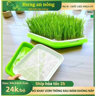 KAM – khay nhựa trồng rau mầm thủy canh 2 lớp – size 34x25x4.5cm – nắp bán riêng