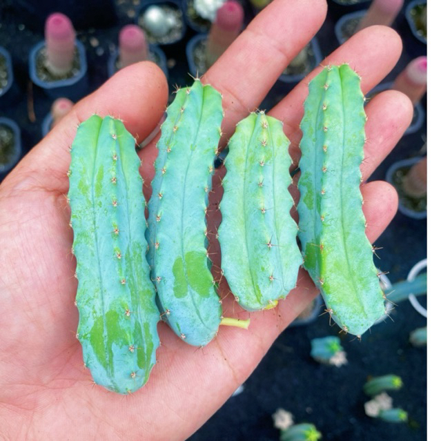 Nhánh Xương Rồng Euphorbia Xanh Ngọc