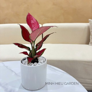 Cây vạn lộc đỏ chậu sứ trang trí nội thất