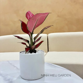 Cây vạn lộc đỏ chậu sứ trang trí nội thất
