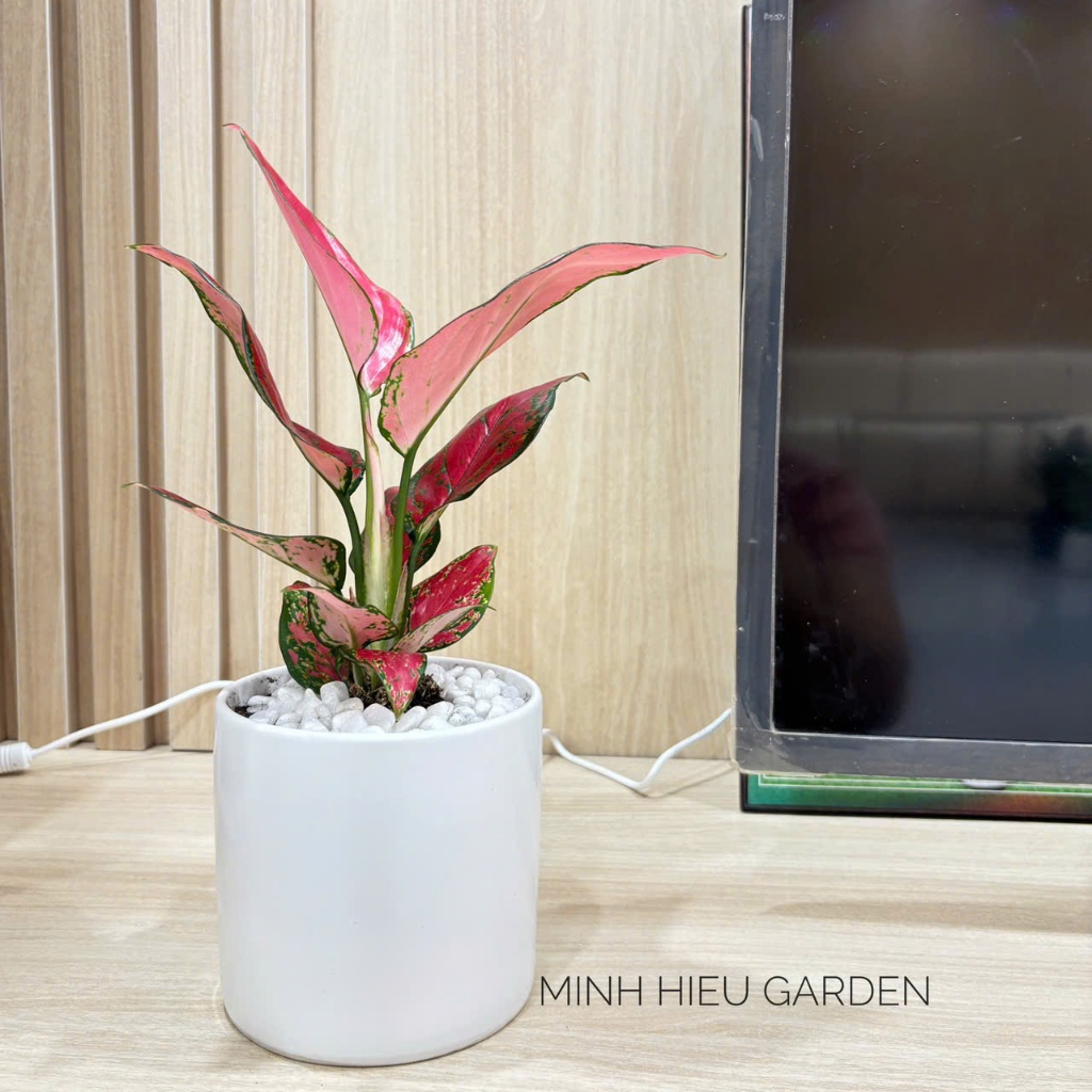 Cây vạn lộc đỏ chậu sứ trang trí nội thất