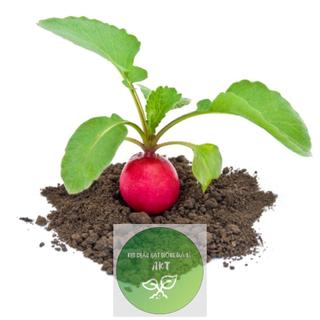 Hạt Giống Chất Lượng ✔️Hạt giống rau củ, hạt củ cải đỏ (rất dễ trồng)