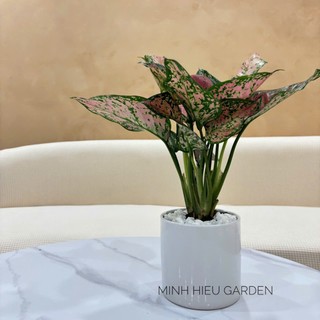 Cây vạn lộc chậu sứ dễ chăm sóc
