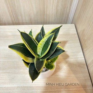 Cây lưỡi hổ thái thủy sinh để bàn kèm chậu thủy tinh