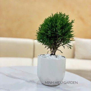 Cây tùng bồng lai chậu sứ trang trí