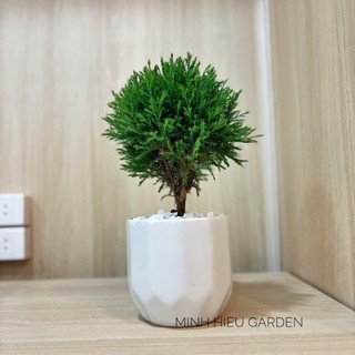 Cây tùng bồng lai chậu sứ trang trí