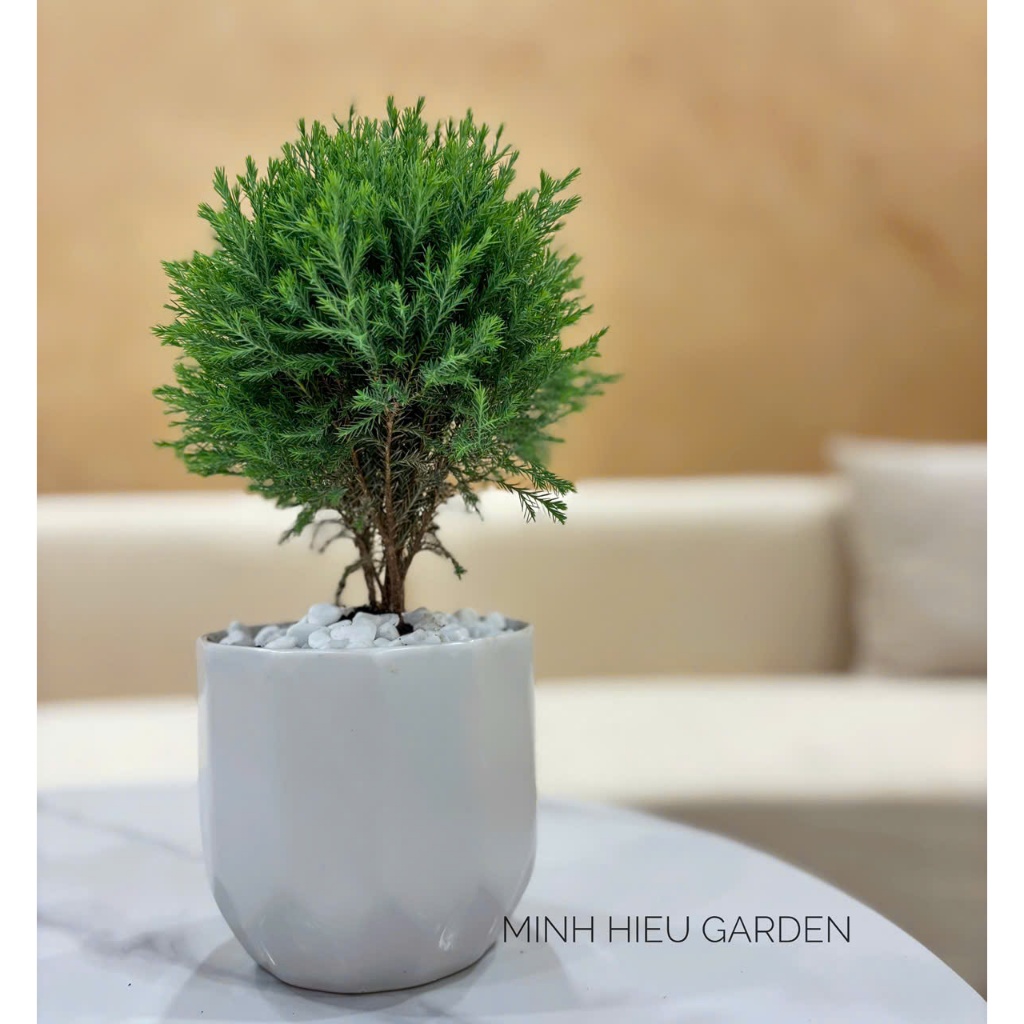 Cây tùng bồng lai chậu sứ trang trí