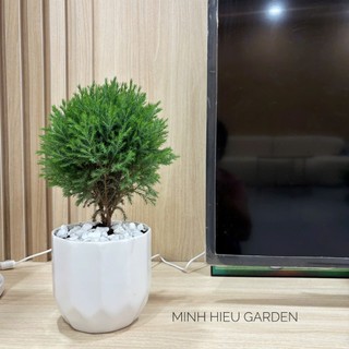 Cây tùng bồng lai chậu sứ trang trí