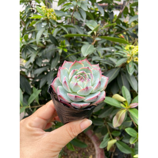 Sen bánh bao lửa size bầu
