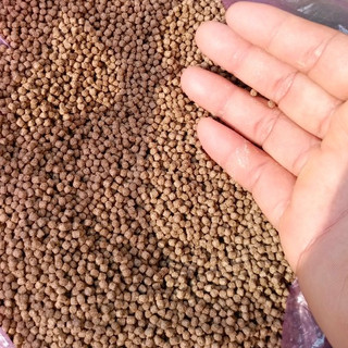 20G Cám Rùa Nước,Cá Cảnh Chất Lượng Cao,Kích Màu,Kích Size