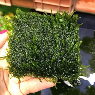 Rêu Flame thủy sinh – rêu trang trí bể cá cảnh, dáng lửa đẹp, phát triển chậm, dễ trồng, bám đá lũa tốt