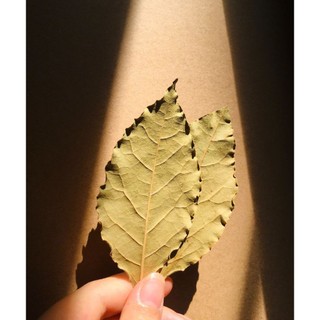 Lá Nguyệt Quế (Bay Leaf) 100g