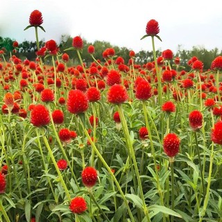 200 HẠT GIỐNG HOA CÚC BÁCH NHẬT ĐỎ – HOA TRÒN XINH, NỞ LÂU, DỄ TRỒNG ❤️🌼