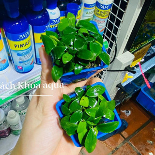 Ráy Nana – cây thủy sinh lá nhỏ, phát triển chậm, bám đá lũa dễ dàng, phù hợp trung cảnh, tiểu cảnh hồ thủy sinh