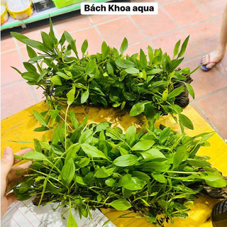 Combo Lan Ý mix lũa thủy sinh – tiểu cảnh trang trí bể cá, cây dễ sống, bám lũa đẹp, tạo điểm nhấn hồ thủy sinh