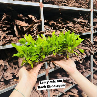 Combo Lan Ý mix lũa thủy sinh – tiểu cảnh trang trí bể cá, cây dễ sống, bám lũa đẹp, tạo điểm nhấn hồ thủy sinh