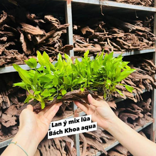 Combo Lan Ý mix lũa thủy sinh – tiểu cảnh trang trí bể cá, cây dễ sống, bám lũa đẹp, tạo điểm nhấn hồ thủy sinh