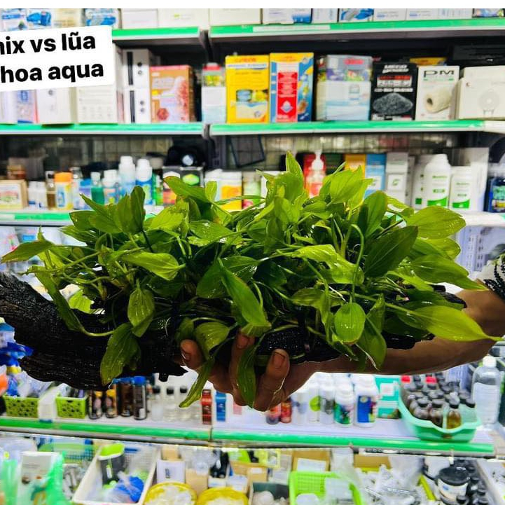 Combo Lan Ý mix lũa thủy sinh – tiểu cảnh trang trí bể cá, cây dễ sống, bám lũa đẹp, tạo điểm nhấn hồ thủy sinh
