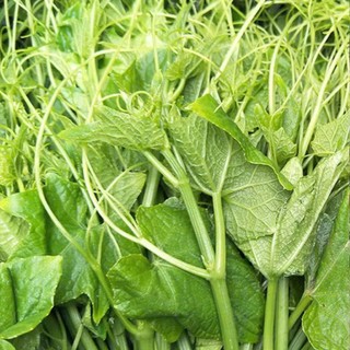 Hạt Giống Bí Siêu Ngọn – Thu Ngọn Liên Tục, Năng Suất Vượt Trội