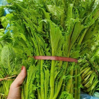 Hạt Giống Rau Cải Mèo Đặc Sản Tây Bắc 10g khoảng 4000 hạt – Ngon Giòn Ngọt Dễ Trồng – Nảy Mầm Cao