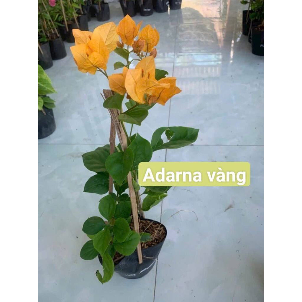 Hoa Giấy Adarna Vàng - cây giống cao 20cm (có hoa tuỳ cây, bao chuẩn giống)