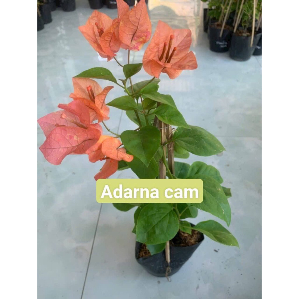 Hoa Giấy Adarna Cam Cây Giống nhỏ cao 20cm (có hoa tuỳ cây, bao chuẩn giống)