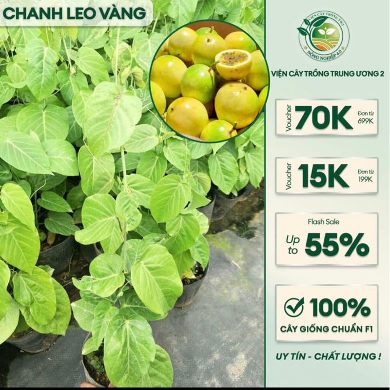 Cây giống chanh leo Vàng (ảnh thật )-chanh leo tím chuẩn F1