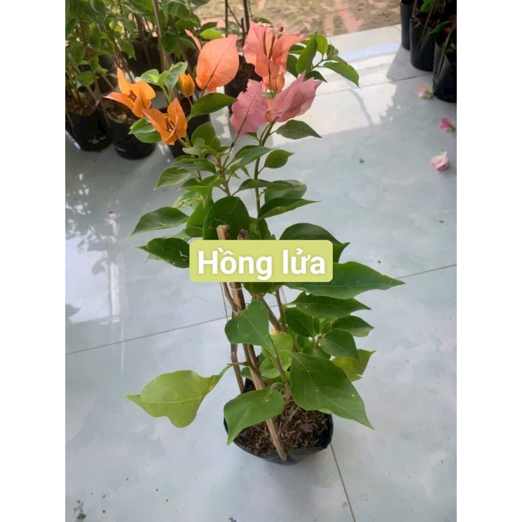 Hoa Giấy Hồng Lửa cây giống nhỏ 20cm (có hoa tuỳ cây, bao chuẩn giống)
