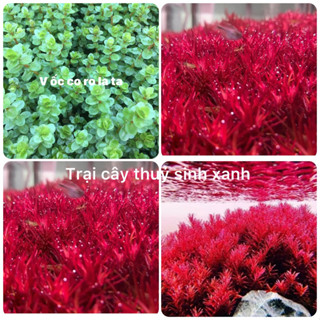 vảy ốc siêu đỏ colorata - cây thủy sinh cắt cắm ( lá cạn ) đẹp dễ trồng không cần CO2