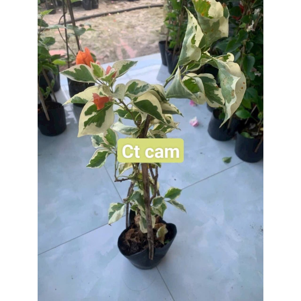 Hoa Giấy Cẩm Thạch Cam - Cây Giống nhỏ 20cm (có hoa tuỳ cây, bao chuẩn giống)