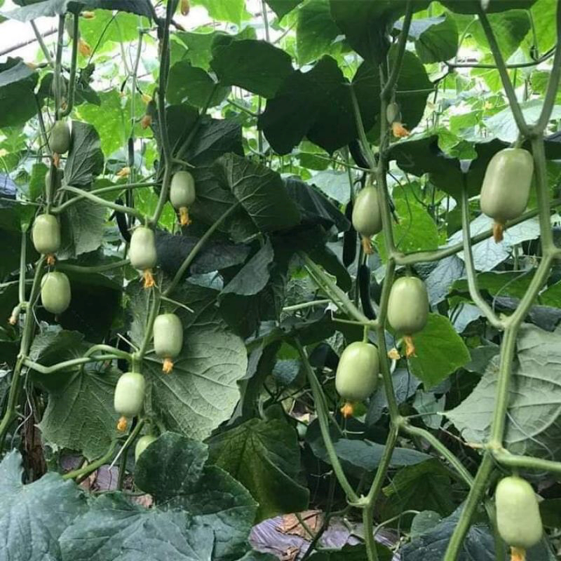 Hạt Giống Dưa Leo Ngọc Nữ HAGI.SHOP